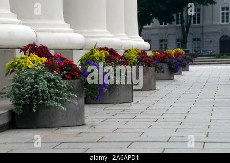 Vilnius Lithuania, colorful floral display in Cathedral Square Stock Photo