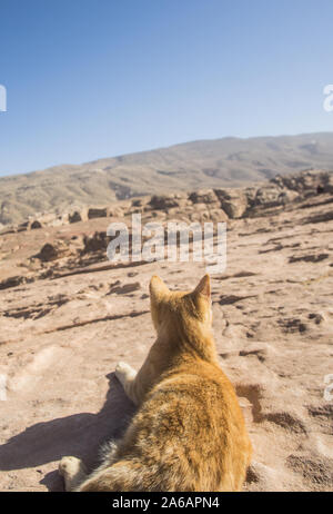 a nice cat laying around the amazing Petra national park in Jordan Stock Photo