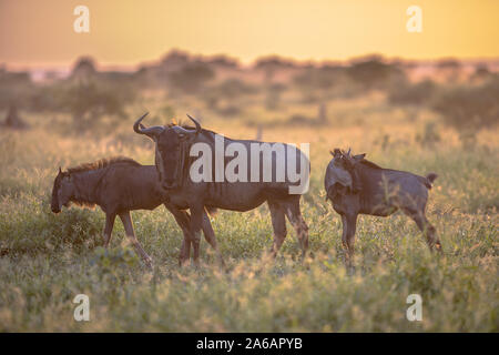 Savanna bush back lit by Orange morning light with three Common Blue Wildebeest or Brindled Gnu (Connochaetes taurinus) walking by on famous S100 road Stock Photo