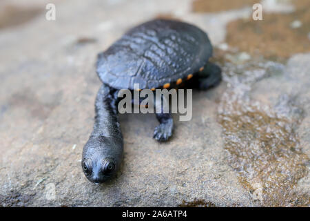 Juvenile Eastern Long-necked Turtle Stock Photo