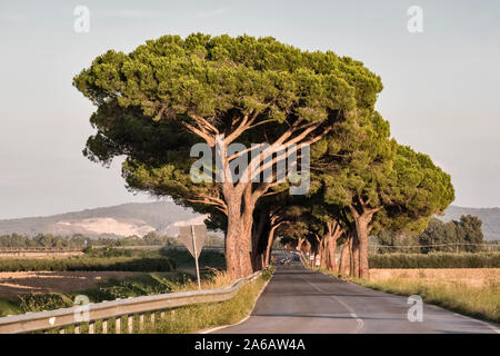 Umbrella pines (also stone pines, pinus pinea) shade a country road in southern Tuscany, Italy Stock Photo