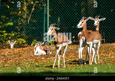 Dama gazelle, Gazella dama mhorr or mhorr gazelle is a species of gazelle. lives in Africa in the Sahara desert and the Sahel and browses on desert sh Stock Photo