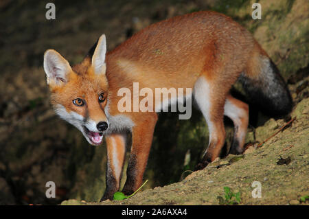 red fox vulpes vulpes Stock Photo