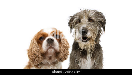 portrait group two dogs, cavalier and purebred tramp dog for web side. isolated on white background. Stock Photo