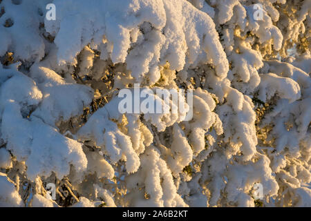 Snow covered branches in beautiful winter light Stock Photo