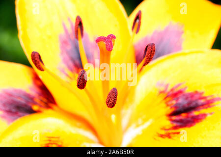 Lilium bulbiferum Stock Photo