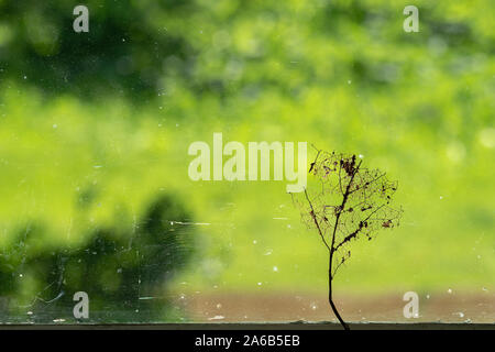 The cobweb  and macerated leaf on the windowsill is attached to the dirty window glass against the light. There is summer greenery outside the window Stock Photo