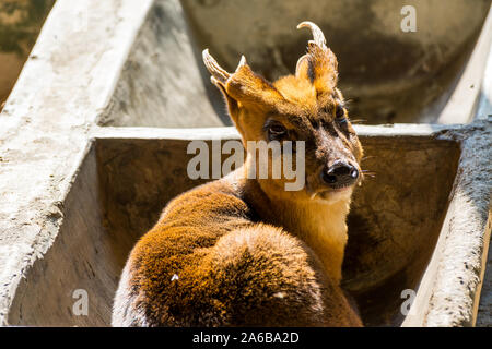 Reeves's muntjac (Muntiacus reevesi), sitting in a stone feeding trough, also known as Chinese muntjac, is a muntjac species found widely in southeast Stock Photo