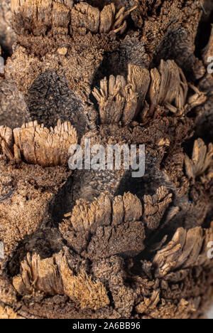 Woody textures of a pine cone, taken in Macro Stock Photo