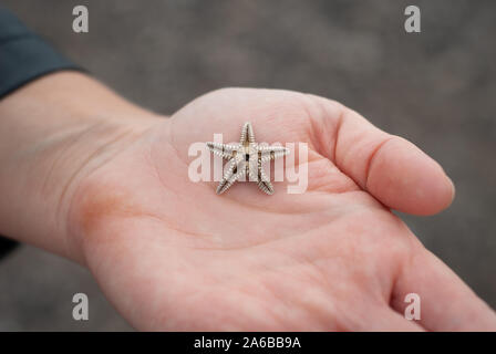 Small starfish, stranded on the beach, in the hands of a woman Stock Photo