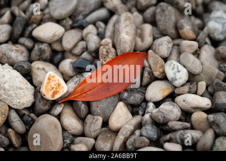 Orange leaf, found among the stones of the beach, in autumn Stock Photo