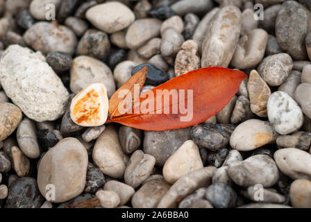 Orange leaves, found among the stones of the beach, in autumn Stock Photo