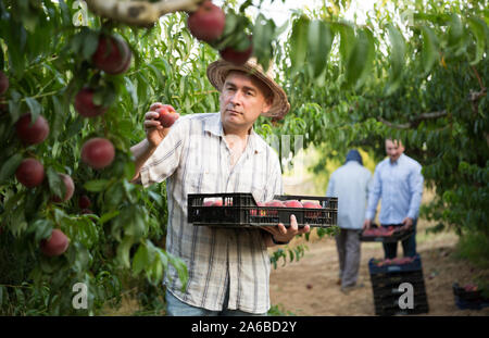 Man  professional horticulturist holding crate with  peaches in garden Stock Photo