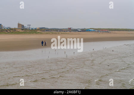 Ijmuiden/Holland - October 06 2019: Many seagulls walking and looking for food on sand and old couple in background Stock Photo