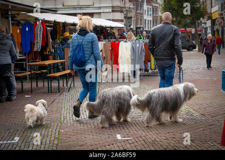 Haarlem/Holland - October 06 2019: Back view of a couple walking on the street with their Bearded Collie dogs Stock Photo
