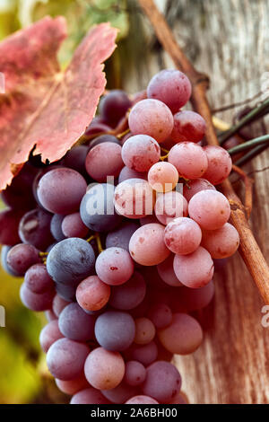 Ripe red grapes on vine.Red wine grapes on old vine Stock Photo