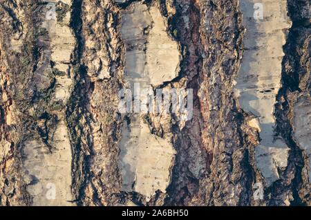 Texture of old birch tree bark with green moss. White birch bark on a tree  trunk Stock Photo - Alamy