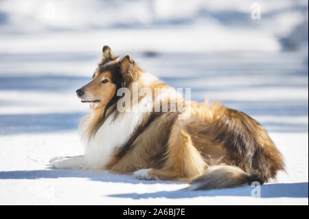 Rough Collie lying down in snow. Stock Photo
