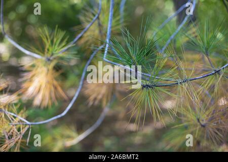 Pinus massoniana branches in autumn, close up. Stock Photo