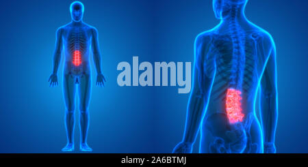 Vertebral Column Lumbar Vertebrae of Human Skeleton System Anatomy Stock Photo