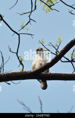 The juvenile changeable hawk-eagle or crested hawk-eagle (Nisaetus cirrhatus) sitting on a branch in Sundarbans delta region in West Bengal, India Stock Photo