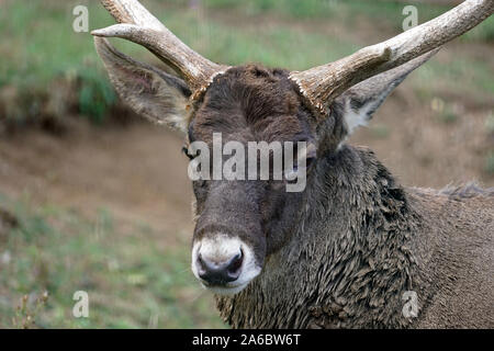 White Lipped Deer face close up Stock Photo