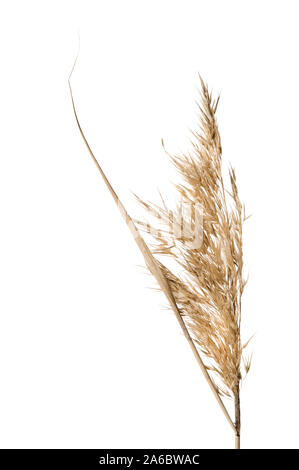 Common reed (Phragmites australis) seed head isolated on white. Stock Photo