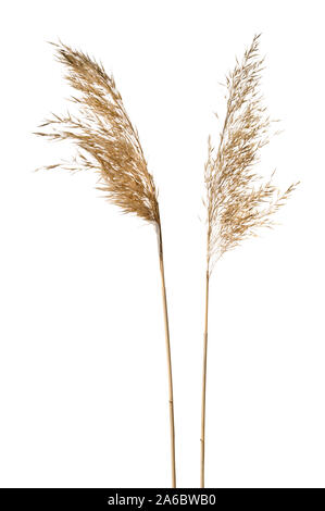 Common reed Phragmites australis seed heads dried Stock Photo - Alamy