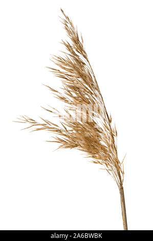 Common reed (Phragmites australis) seed head isolated on white. Stock Photo