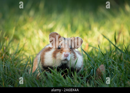 A European hamster in a meadow looking for food, cemetery in Meidling (Vienna, Austria) Stock Photo