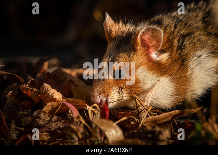 A European hamster in a meadow looking for food, cemetery in Meidling (Vienna, Austria) Stock Photo