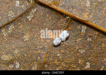 Hibernating whitefly pupa Stock Photo