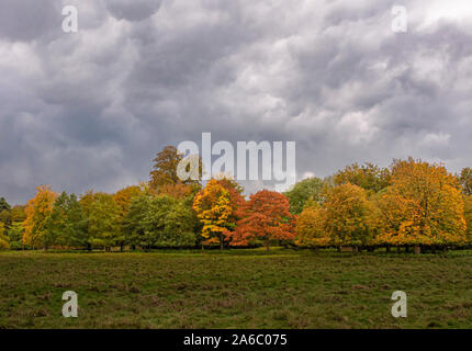 Autumn colour on trees in field Stock Photo