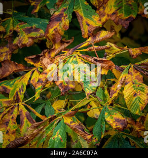 Leaves on tree turning golden in Autumn Stock Photo