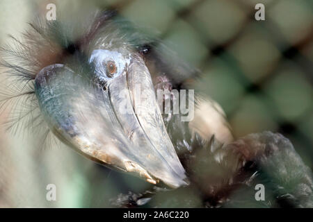 Black-casqued hornbill's head close up