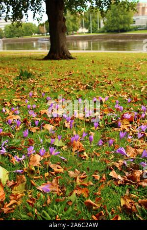 Purple Crocuses growing through grass covered with the dead leaves of autumn, next to the River Trent in Nottingham, England. Stock Photo