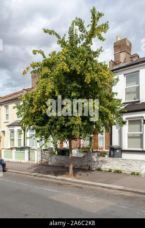 Trident maple (Acer buergerianum) street tree, Walthamstow, London E17 Stock Photo
