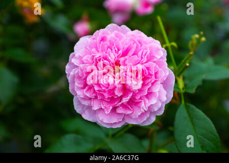 A close up shot of the pink double flower head of a David Austin Rose, Rosa 'Harlow Carr', (Aushouse), English Shrub Rose, England, UK Stock Photo