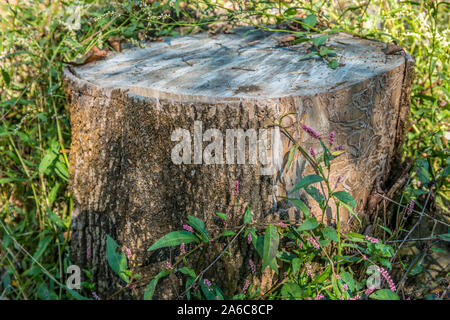 A cut tree stump rotting with flowering weeds growing around with bug trails on the exposed part where bark once covered on a bright sunny day in autu Stock Photo