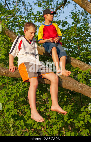 Two young boys sitting in a tree. Stock Photo