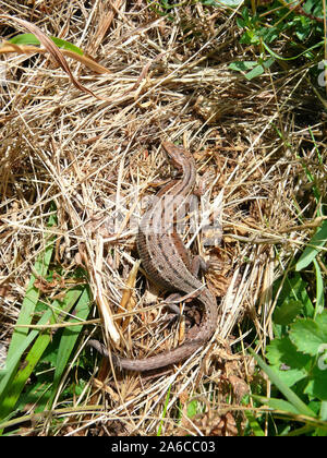 viviparous lizard, Waldeidechse, Bergeidechse, Mooreidechse, Lézard vivipare, Zootoca vivipara, elevenszülő gyík, Hungary, Magyarország, Europe Stock Photo