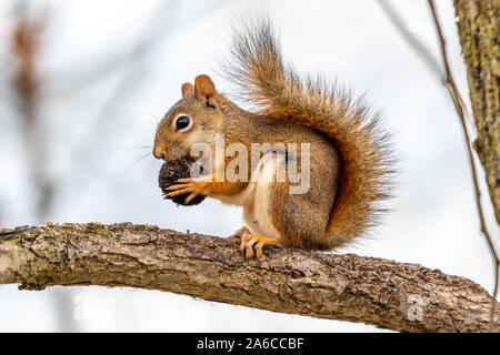 An American Red Squirrel (Tamiasciurus hudsonicus) eating a nut on a tree branch.