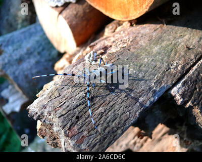 Rosalia longicorn, Alpine longhorn beetle, Alpenbock, Rosalia alpina, havasi cincér, Bakony mountains, Hungary, Magyarország, Europe Stock Photo