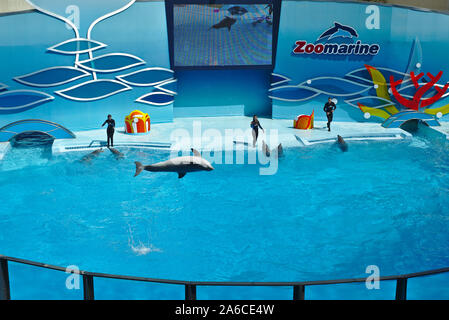 ZooMarine water theme park Dolphin show and experience. Algarve Portugal. Stock Photo