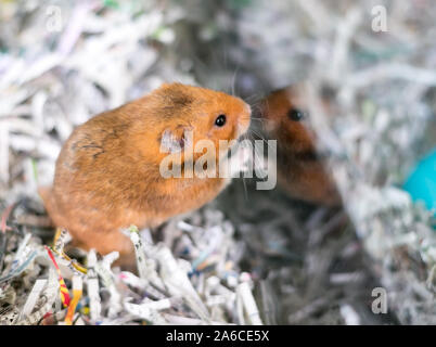 A Syrian hamster in a cage with shredded paper bedding, looking at its reflection in the glass Stock Photo