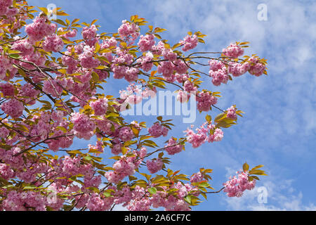 Cherry blossom at Altes Land in Lower Saxony, Germany. Stock Photo