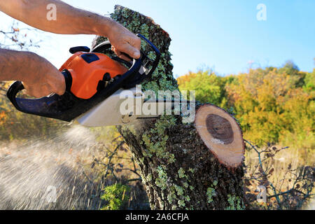 Use a chainsaw to cut firewood. Stock Photo