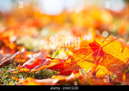 Closeup of bright and colorful autumn maple tree leaves on the ground. Fall nature background with copy space. Stock Photo