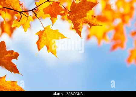 Closeup of golden and orange autumn maple leaves on tree branch against blue sky and white clouds with copy space. Fall nature background. Stock Photo