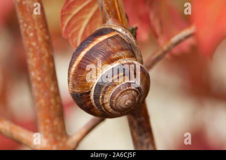 Snail in macro scale on a branch on the background of red leaves Stock Photo